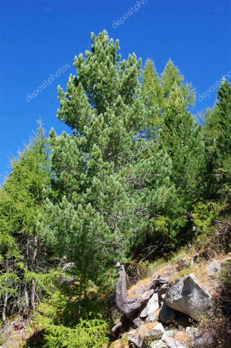 Vegetaci N De Monta A Bosques Verdes Y Exuberantes El Pulm N De La