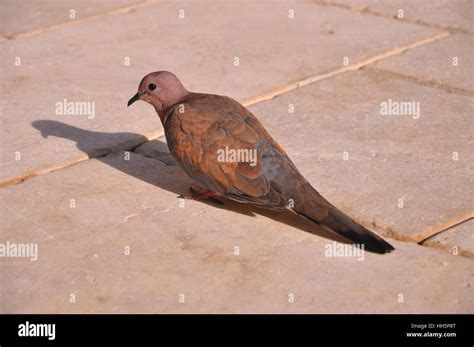 Brown Pigeon Standing On Land Stock Photo Alamy