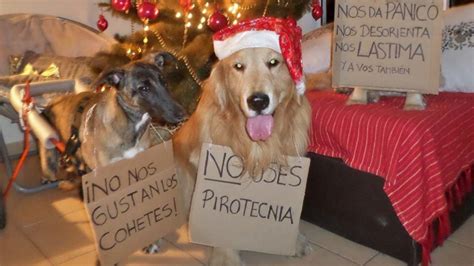 Consejos Para Cuidar A Tus Mascotas De La Pirotecnia