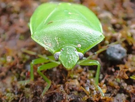 ツヤアオカメムシ 自然を楽しむ