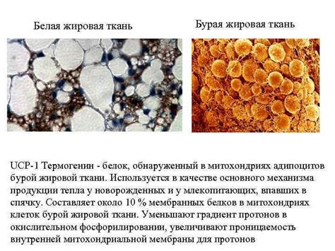 Белая жировая ткань Бурая жировая ткань UCP-1 Термогенин