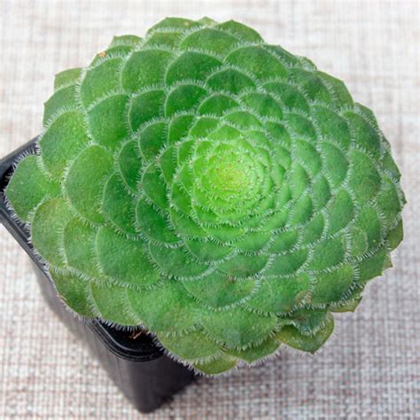 Aeonium Haworthii Cuidados Y Reproducción 🌱 Th Suculentas