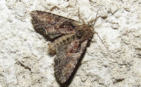 Les Insectes Du Haut Jura La Noctuelle Thalassine