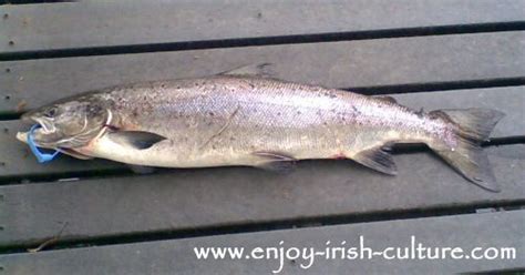 Ireland salmon fishing