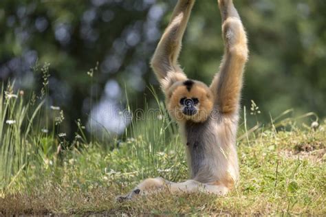 Lar Gibbon stock image. Image of thailand, jungle, sumatra - 123379207