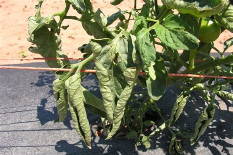 Tomato Leaf Curl // Missouri Environment and Garden News Article ...