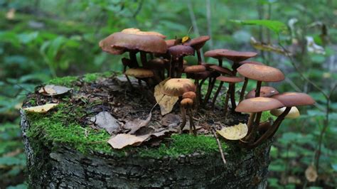 How To Get Rid Of Mushrooms In Lawn A Comprehensive Guide