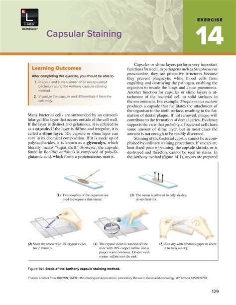 Ex14 Capsule Stain 1 Capsular Staining Many Bacterial Cells Are