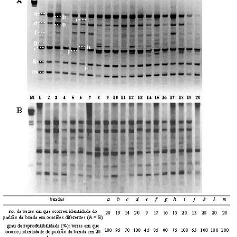 Padr O De Bandas Rapd Para Pau Rosa A Rosaeodora Ducke O Dna De