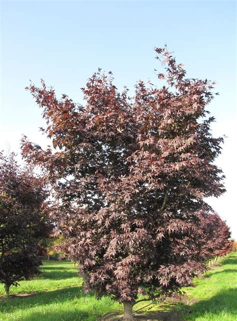 Acer Palmatum Atropurpureum Purple Japanese Maple