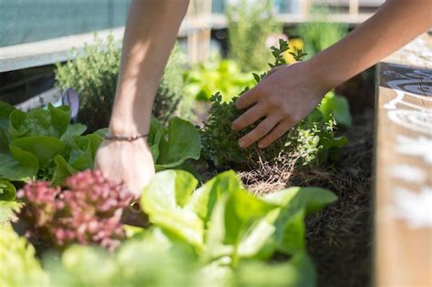 Jardinage urbain Plantation de légumes et d herbes fraîches sur un sol