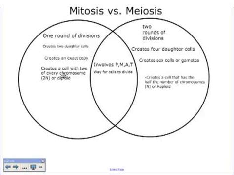 Mitosis Meiosis Comparison Worksheet