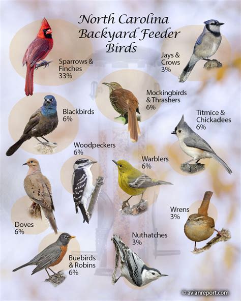 Backyard Birds Avian Report