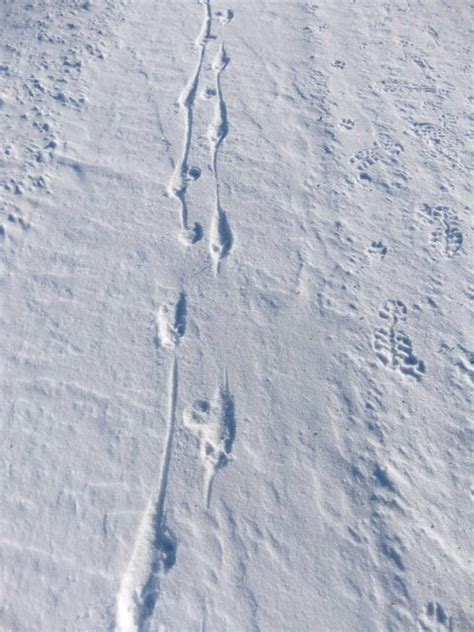 Letter Out*¨*•♫♪: Porcupine Tracks