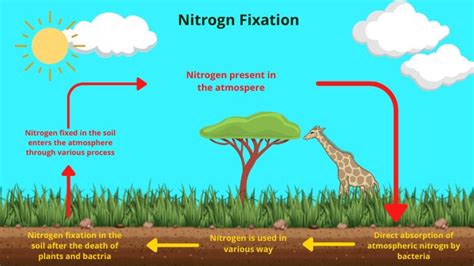 Nitrogen Fixation Definition And Description Sciencequery