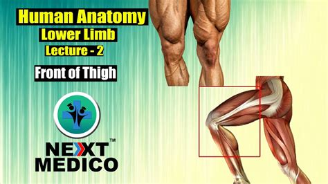 NEXT MEDICO 2022 MBBS Human Anatomy Lower Limb Front Of Thigh