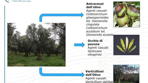 CAMBIAMENTI CLIMATICI E DIFFUSIONE DELLE PRINCIPALI MALATTIE DELLOLIVO