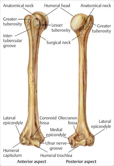 Humerus Diagram