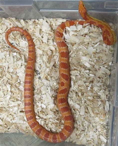 Corn Snake, Motley Creamsicle Male - Twin Cities Reptiles