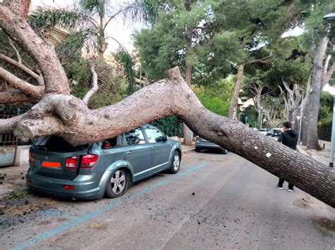 Palermo I Danni Del Vento Divelti Alberi E Cartelloni Pubblicitari Foto