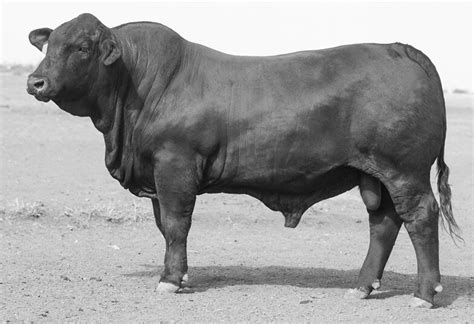 Sires Triple B Neptune N219 Triple B Brangus
