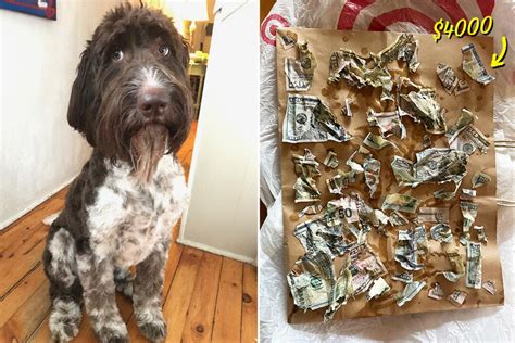 Adorable Dog Never Did Anything Wrong—then One Day He Eats 4000 In