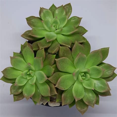 SP Garden Center Suculenta Graptoveria Melody