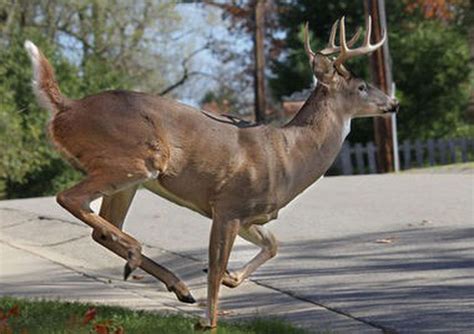 Southwest Michigan Deer Rut Activity Peaks Whitetails Scurry To Dodge