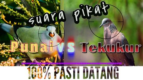 Suara Pikat Ampuh Tekukur Dan Punai Sekaligus Youtube