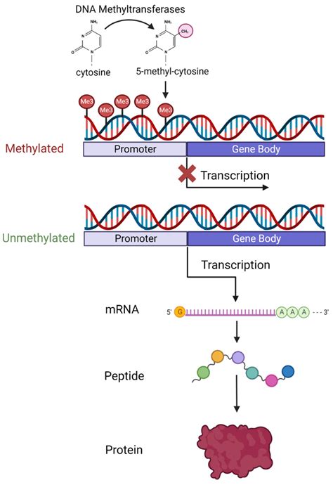 Process Of Dna Methylation