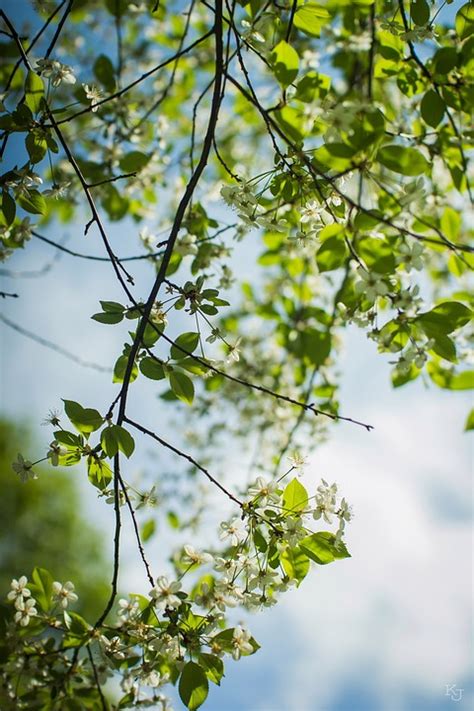 Apfelbaum Bl Hender Kostenloses Foto Auf Pixabay Pixabay