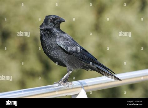 Carrion Crow Corvus Corone Corone Stock Photo Alamy