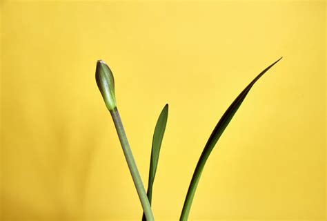 Amaryllis nach der Blüte Das ist richtige Pflege