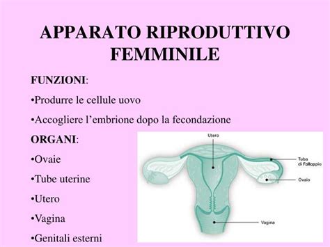 Ppt Apparato Riproduttivo Femminile Powerpoint Presentation Free