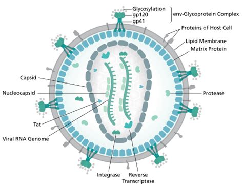 A Broad Overview Of Hiv Treatments And Cures Immunopaedia