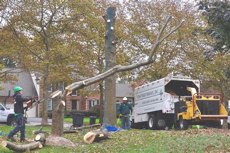 Know The Signs Do You Need A Tree Removal Company Eds Tree Service