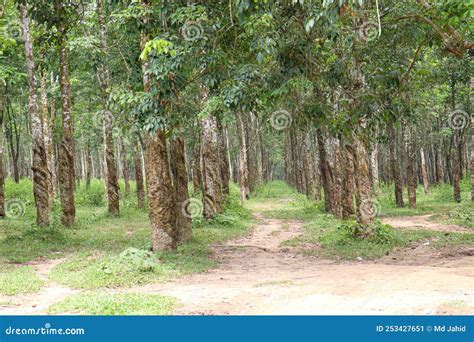 Natural Raw Rubber Tree Plant Stock Image - Image of industry ...