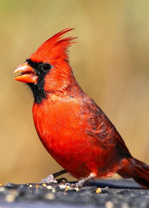 How to Choose the Best Cardinal Bird Feeder: Food, Reviews, FAQ’s, Top Tips… | JustBirding.com