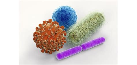 Diferencias Entre Virus Y Bacterias Farmayoral