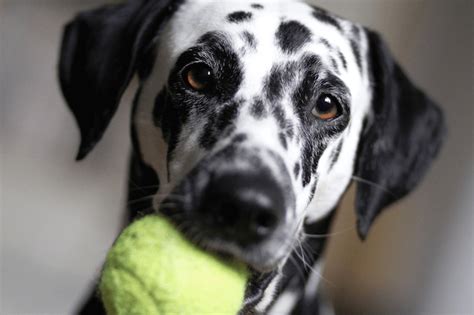 Why Do Dalmatians Have Spots