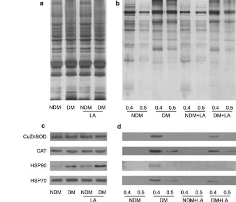 Silver staining of hemolysates (a) and glycosylated proteins from... | Download Scientific Diagram