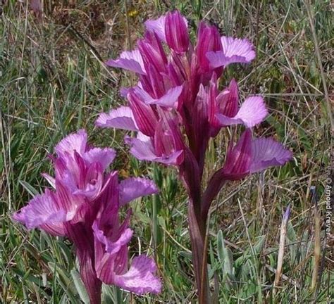 Orchis Papilionacea Flores De Los Caminos A Santiago