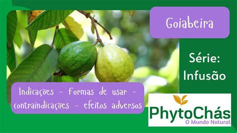 Goiabeira PhytoChás Conheça Seus Benefícios YouTube