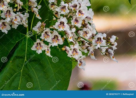 Catalpa Arbre Avec Fleurs Et Feuilles Catalpa Bignonioides Catalpa