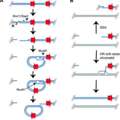 Sae2 And Mre11 Nuclease Activity Are Required For EccDNA Formation A