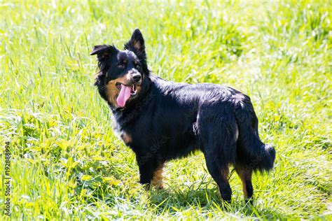 Border Collie Belgischer Sch Ferhund Mix Schwarz Braun Border Collie