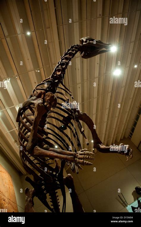 Replica Dinosaur Skeleton In Museum Stock Photo Alamy