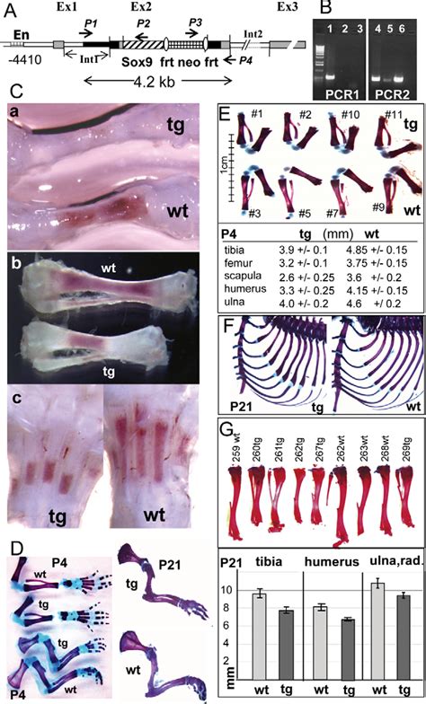 Figure 1 From SOX9 Is A Major Negative Regulator Of Cartilage