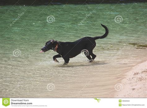 Thirsty Dog In The Ocean Stock Photo Image Of Aqua Proud 33532594