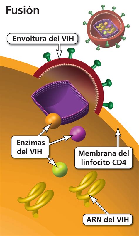 Fusi N Clinicalinfo